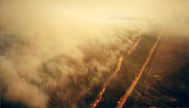 The fire moving through a pine plantation