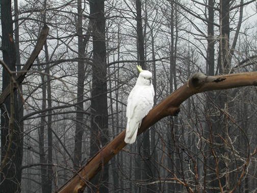 White cockatoo