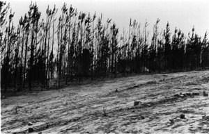Burnt-out trees, 1952