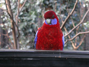 Rosella begging for seed