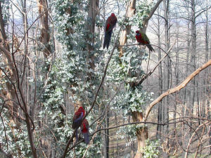 Crimson rosellas, one month after the fire