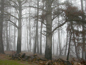 Mist and burnt trees; eerily beautiful