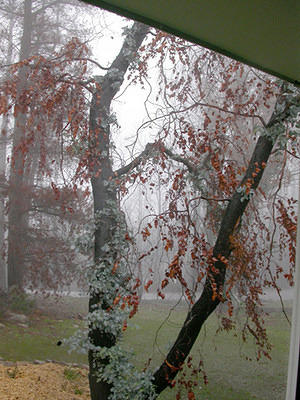 Trees and mist