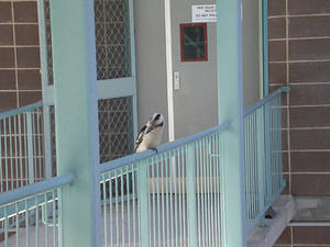 A young Kookaburra, learning to fly, resting on the link between Duffield and Woolley buildings