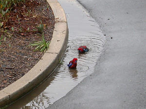 Crimson rosellas enjoying a bath in the overspray from a sprinkler