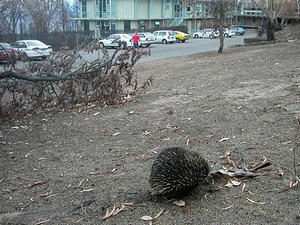 Echidna, foraging among the ashes a week after the fire