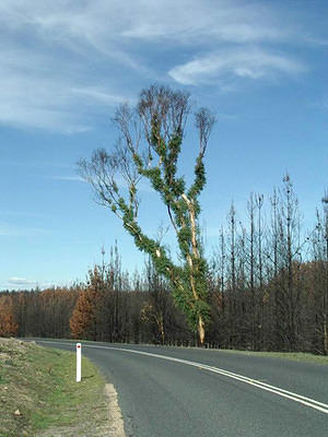 Stromlo tree, one month after the fire