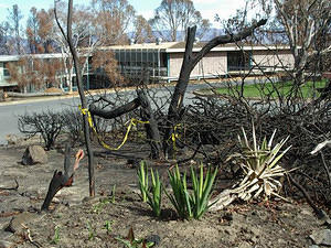 Flowerbeds recovering, one month after the fire