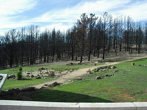 Unburnt lawn, just after the fire