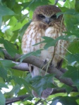 Theo's owl