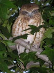 Theo's owl