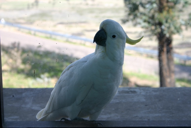 Sulphur-Crested Cockatoo.  Taken 30/9/04 with a Canon 300D (not mine sadly!).  Incredible detail - the full image is 1.8MB.  I really must clean my window - look at those dirt specks.