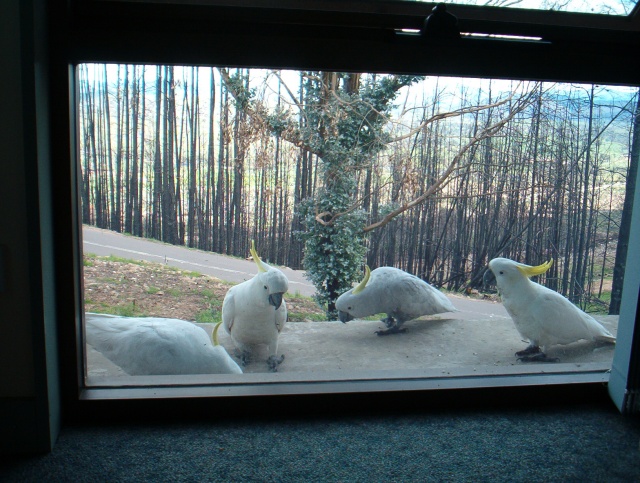 Sulphur-Crested Cockatoos