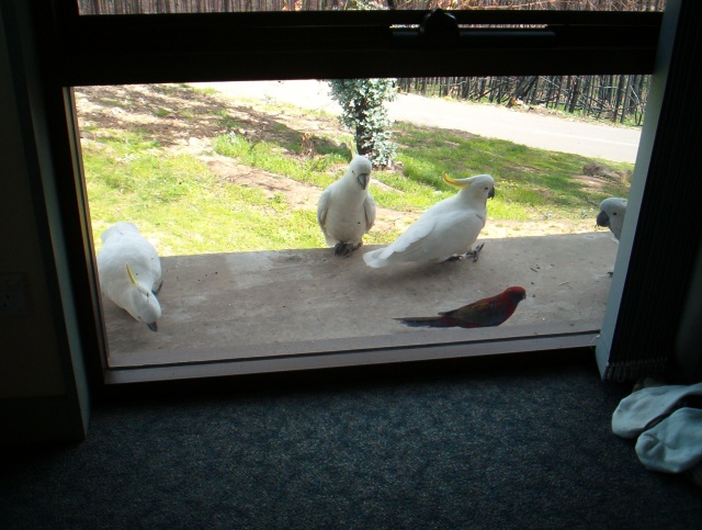 A nervous Crimson Rosella surrounded by Sulphur-Crested Cockatoos