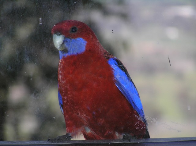 Crimson Rosella (through some very dirty glass)