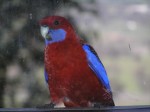 Crimson Rosella (through some very dirty glass)