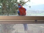 Crimson Rosella (through some very dirty glass)