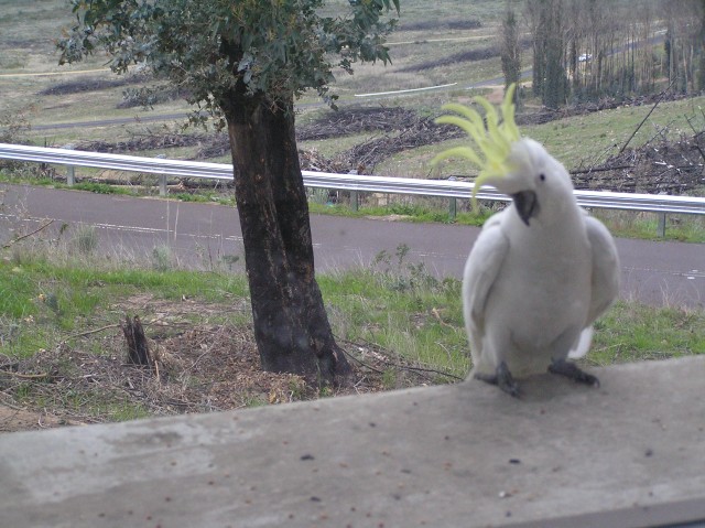 These birds bang on my window asking for seed.