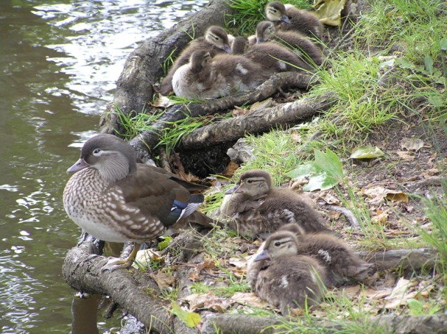 Ducks again (getting a bit nervous now)