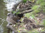 Ducks again (getting a bit nervous now)