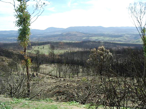 Bidgee Valley burnt-out