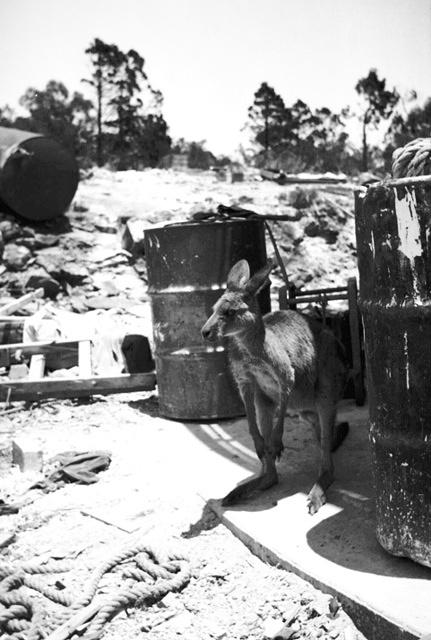 A joey at SSO, 1963