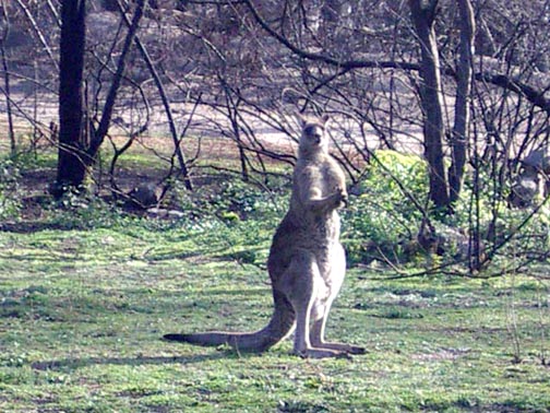 Big Roo