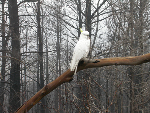 White cockatoo