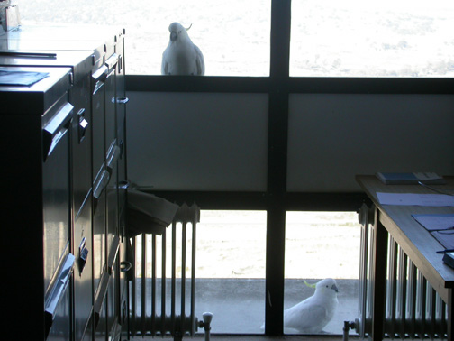 Hungry cockatoos