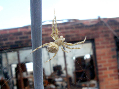 Golden Orb Weaver