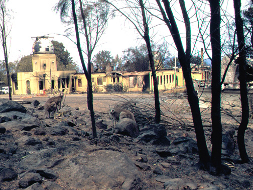 Roos, the day after the fire