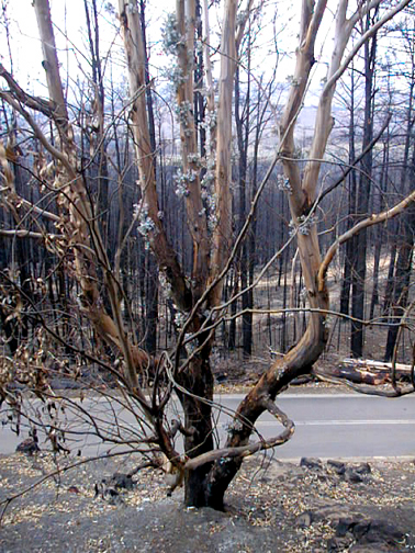 New growth, 2 weeks after the fire