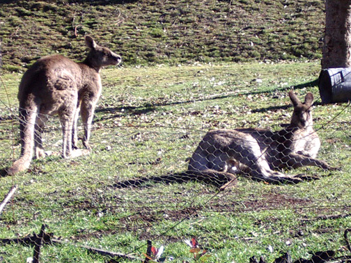 Old male roos, 2 months after the fire