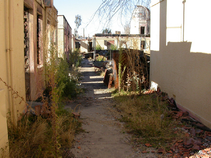 By May 2004, 16 months after the firestorm, weeds are everywhere.