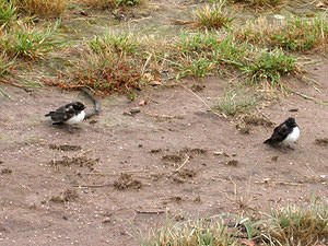 Baby Willie Wagtails, waiting for mum