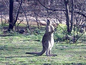 Big Roo