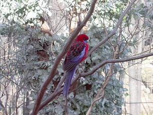 Crimson rosella