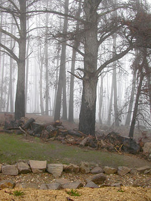 Trees and mist