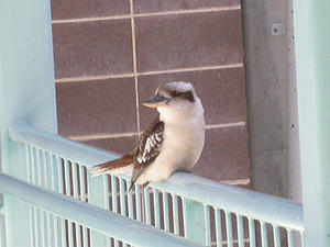 Kookaburra