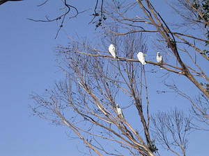 White cockatoos