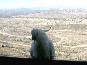 The cockatoo equivalent of "the face at the bar-room door"