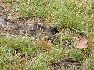 Mother Willie Wagtail foraging for insects