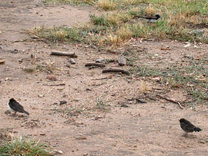 Wagtail Family