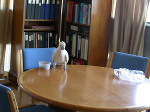 Cockatoo in the Director's office