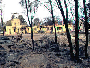 Roos, the day after the fire