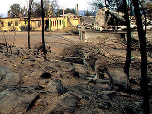 Roos, after the fire
