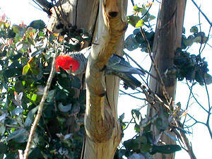 Male gang-gang cockatoo