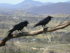 Ravens