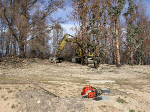 Tree Clearing