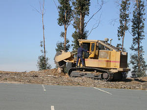 Stump grinding
21 May 2004